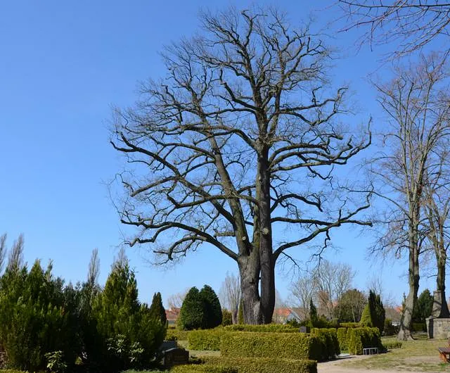 Naturdenkmal
