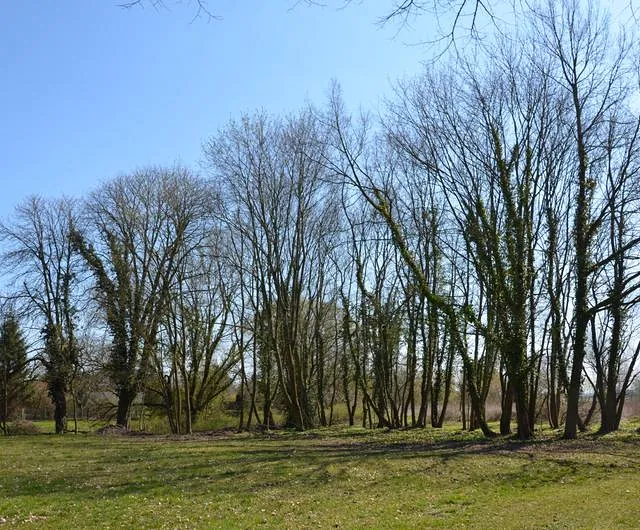 Urnenfeld „Friedwald“