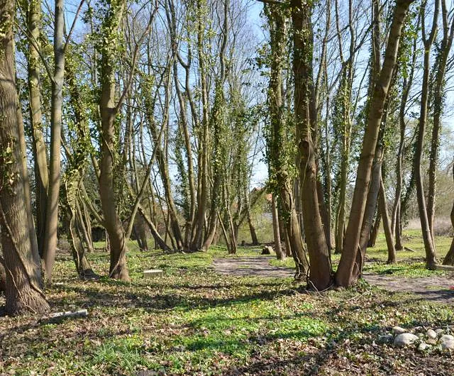 Urnenfeld „Friedwald“